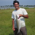 stripped bass in salt marsh