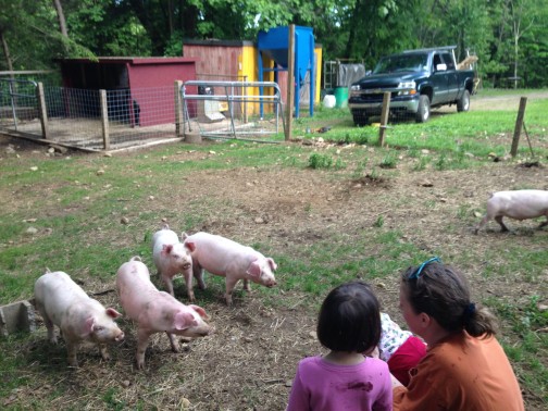 Farming - Homesteady