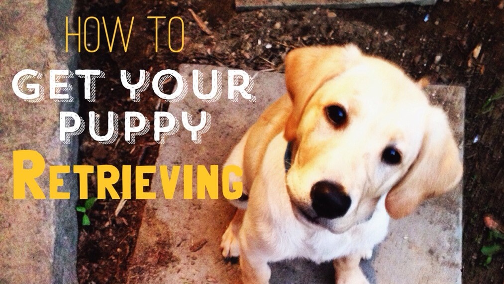 How to Start Training your Lab Puppy to Retrieve- Of Training a Bird ...