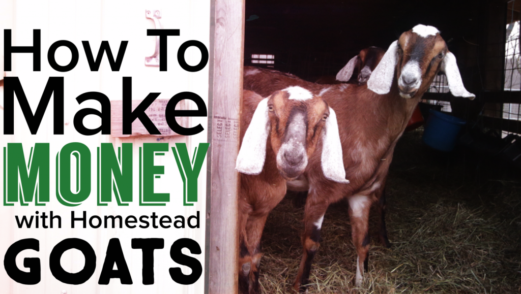 How To Make Money Raising Goats On The Homestead - Homesteady