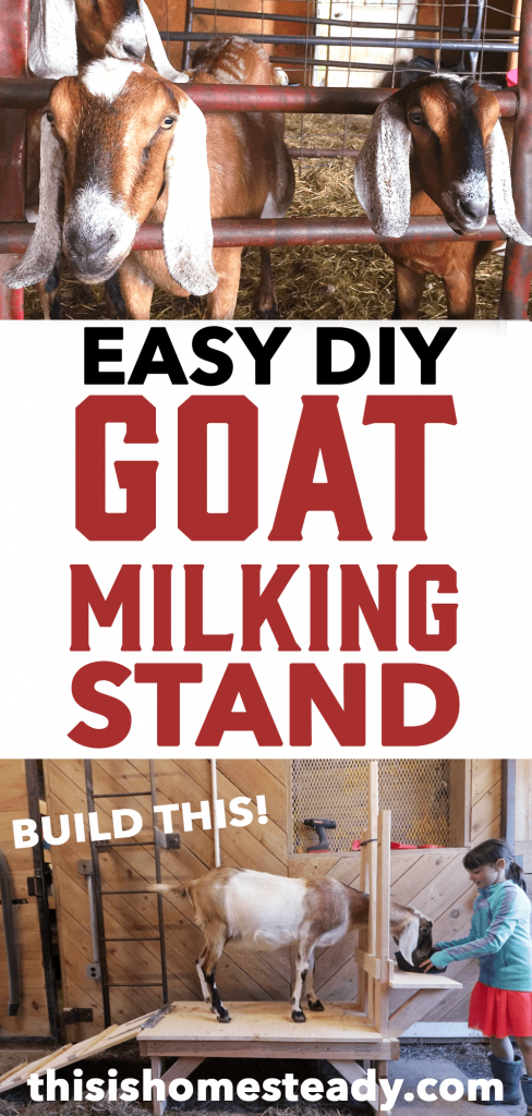 How To Build a Goat Milking Stand - Easy DIY - Homesteady