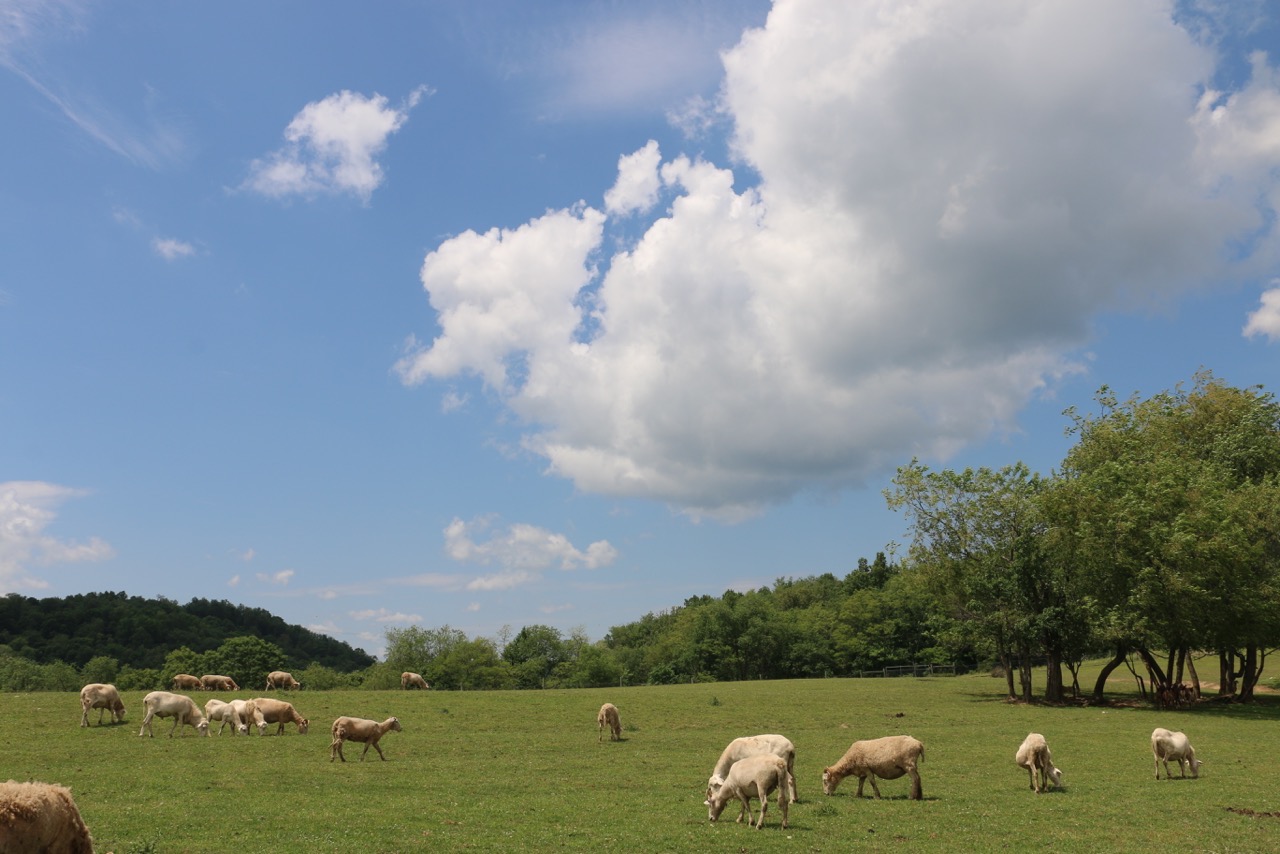 what-livestock-should-i-raise-and-how-many-homesteady