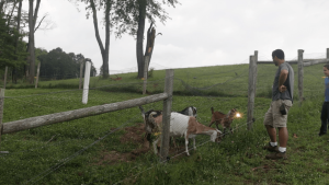 How To Train Livestock to Electric Fence – Goats, Sheep, Cows, Pigs, etc