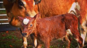 CALF GENDER REVEAL! Bull or Heifer Mini Jersey?