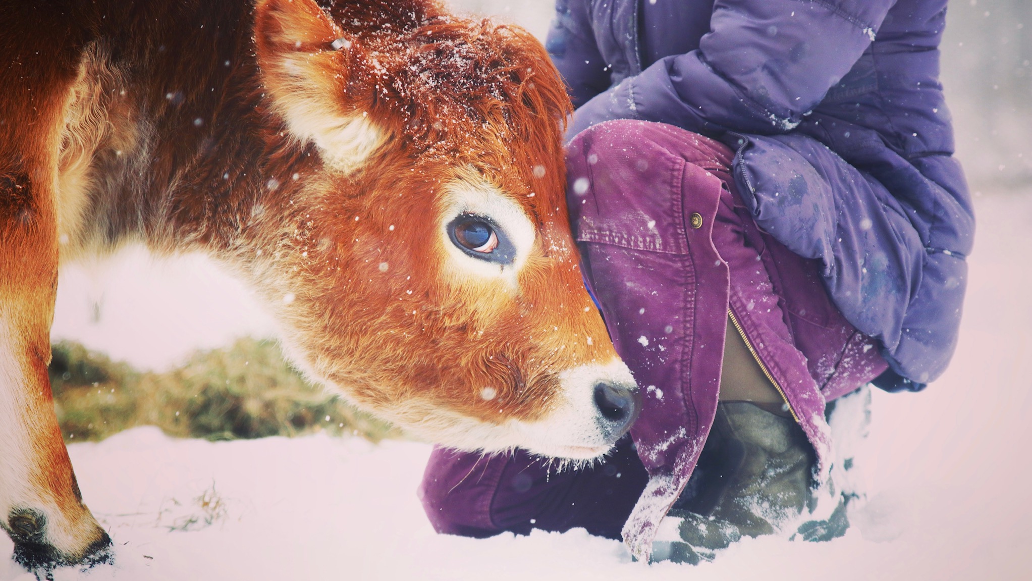 no-more-milk-for-us-what-does-that-mean-for-our-cows-homesteady