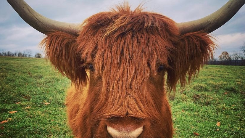 Highland Cattle - Higher Ground Herbs and Homestead