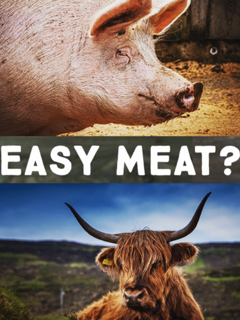 3-easy-meat-animals-to-raise-for-beginners-homesteady