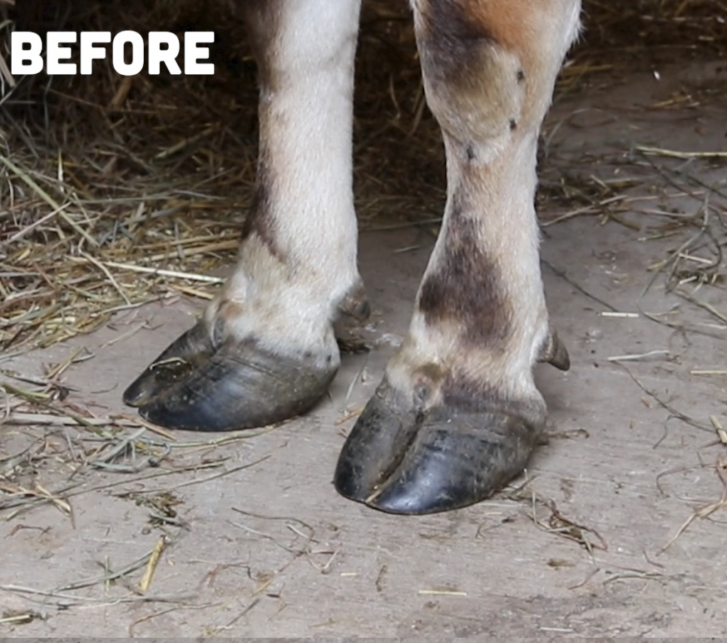 SIMPLE FIX to AVOID BIG PROBLEMS with YOUR COW'S HOOFS Homesteady